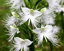 Orchidée colombe